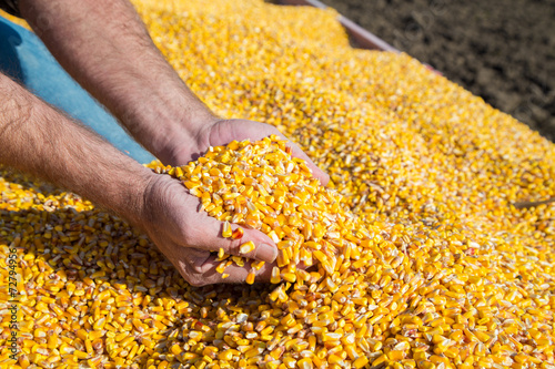 Farmer's hands showing freshly harvested corn grains photo