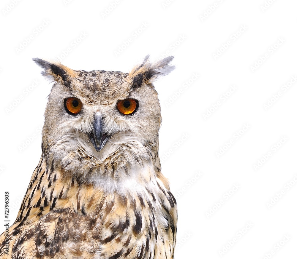 Fototapeta premium Isolated eagle Owl.