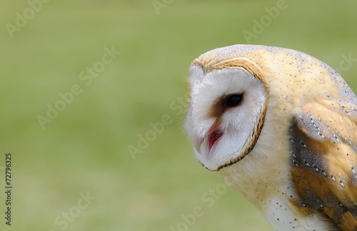 Barn owl. © StockPhotoAstur