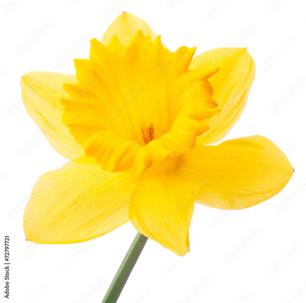 Daffodil flower or narcissus isolated on white background cutout - obrazy, fototapety, plakaty 