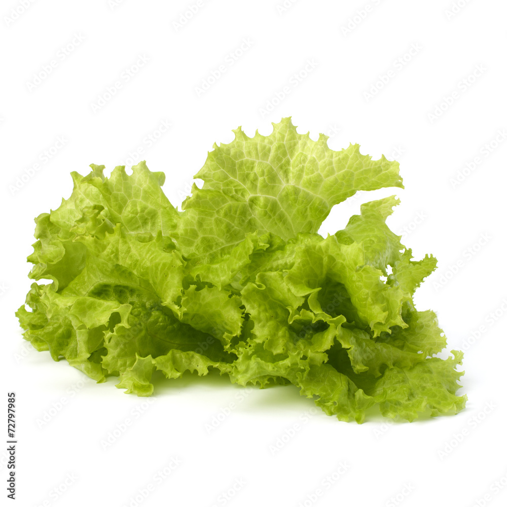 Salad lettuce Salad lettuce