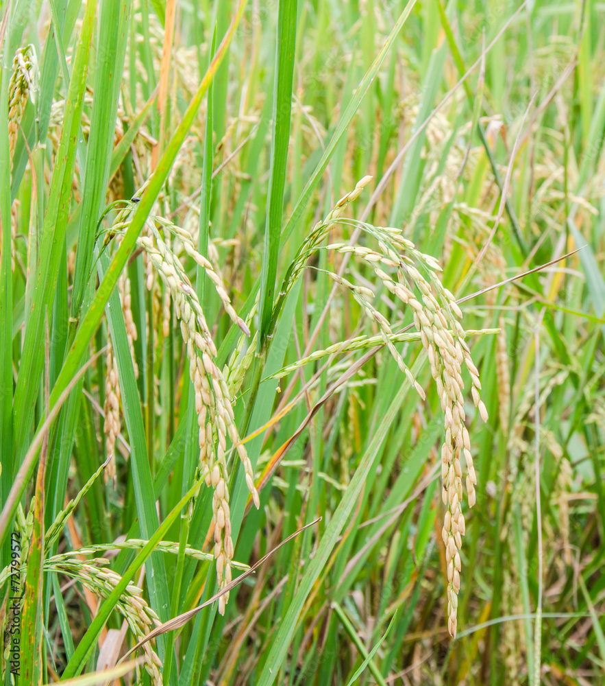 rice field rice field