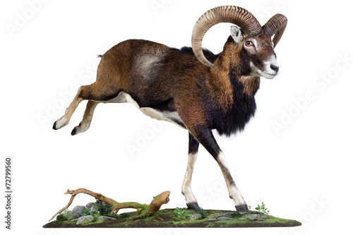 Mouflon - Wild Sheep - Urial photo