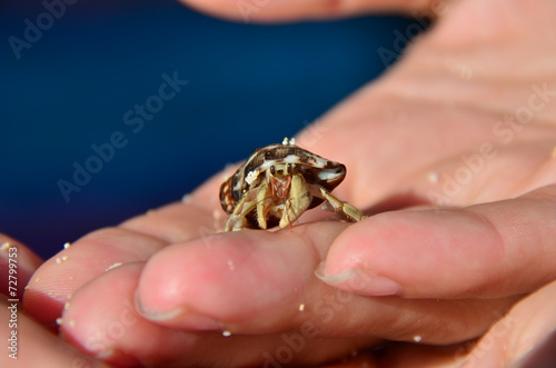 Hermit Crab