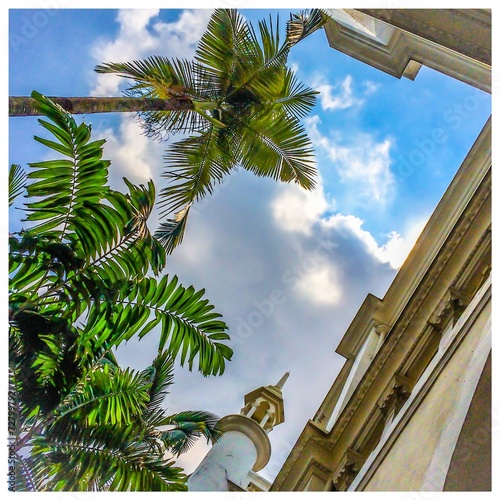 palm trees and sunny sky photo