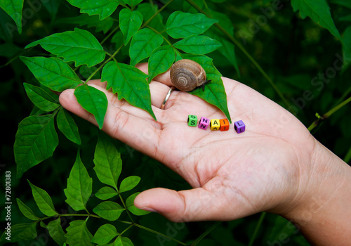 snail on the hand