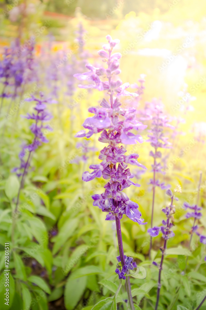 Blue Salvia (salvia farinacea) flowers blooming in the garden Blue Salvia (salvia farinacea) flowers blooming in the garden