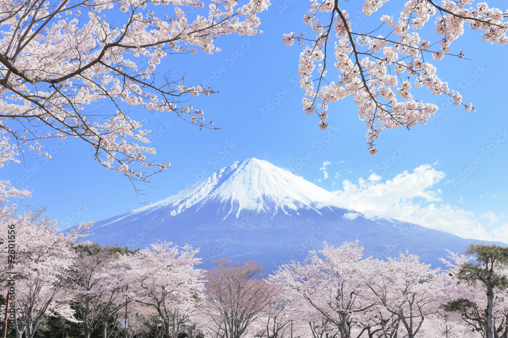 富士山と桜