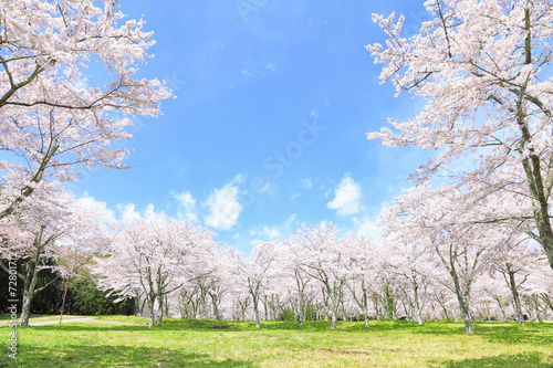 満開の桜 © hallucion_7
