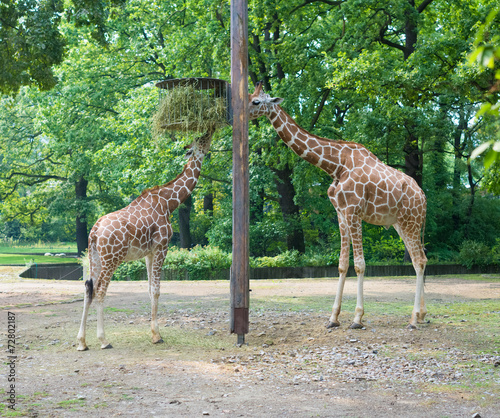 two girafes