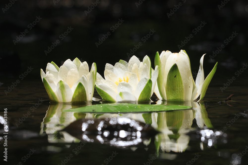 Poster de jardin avec lily flower lily lake cleanliness #72803986
