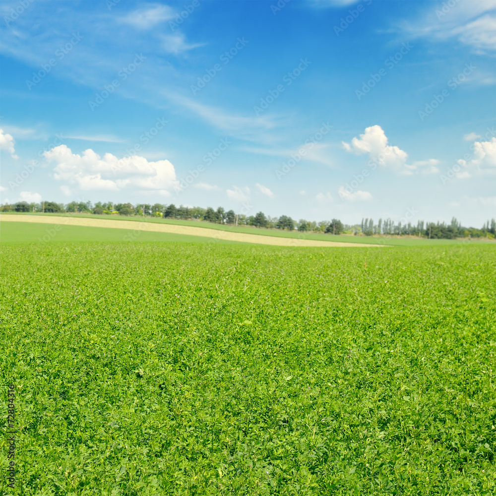 green field and blue sky with light clouds green field and blue sky with light clouds
