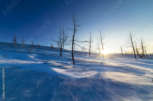Dried trees on a snowy hillside. Sunset in the winter tundra.