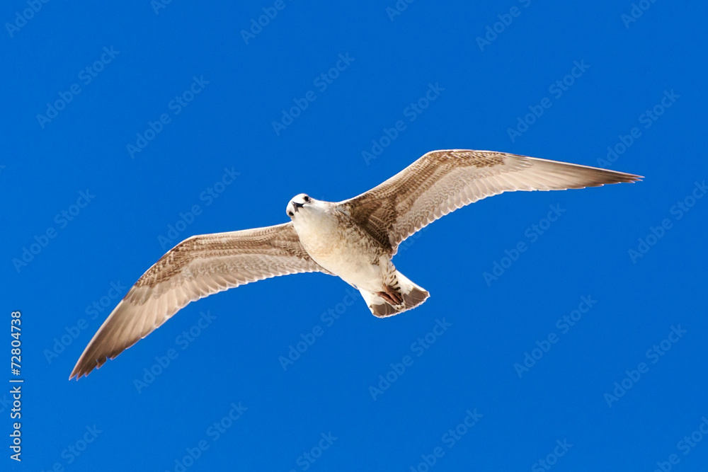 Fototapeta premium Seagull flying in a clear blue sky.
