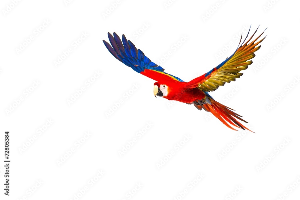 Naklejka premium Kolorowa latająca papuga odizolowywająca na bielu