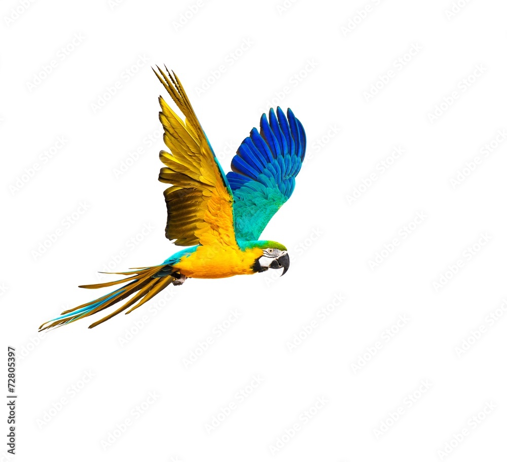 Fototapeta premium Kolorowa latająca papuga odizolowywająca na bielu