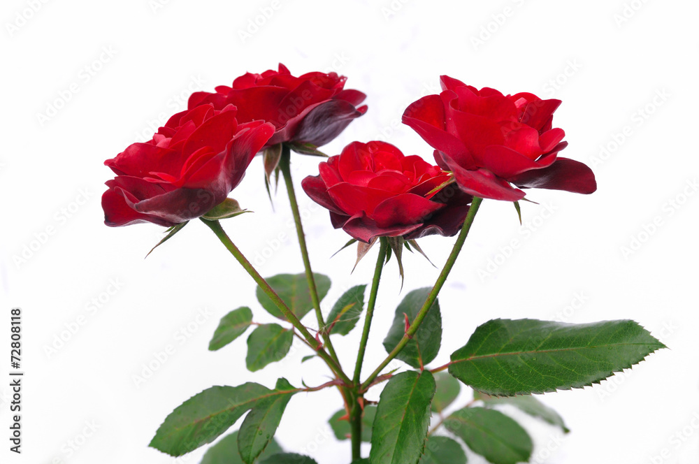 Fototapeta premium ラバグルート