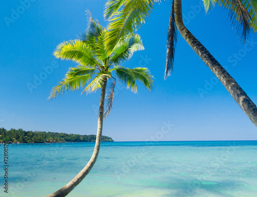 Fototapeta Naklejka Na Ścianę i Meble -  Jungle Lagoon Palm Panorama