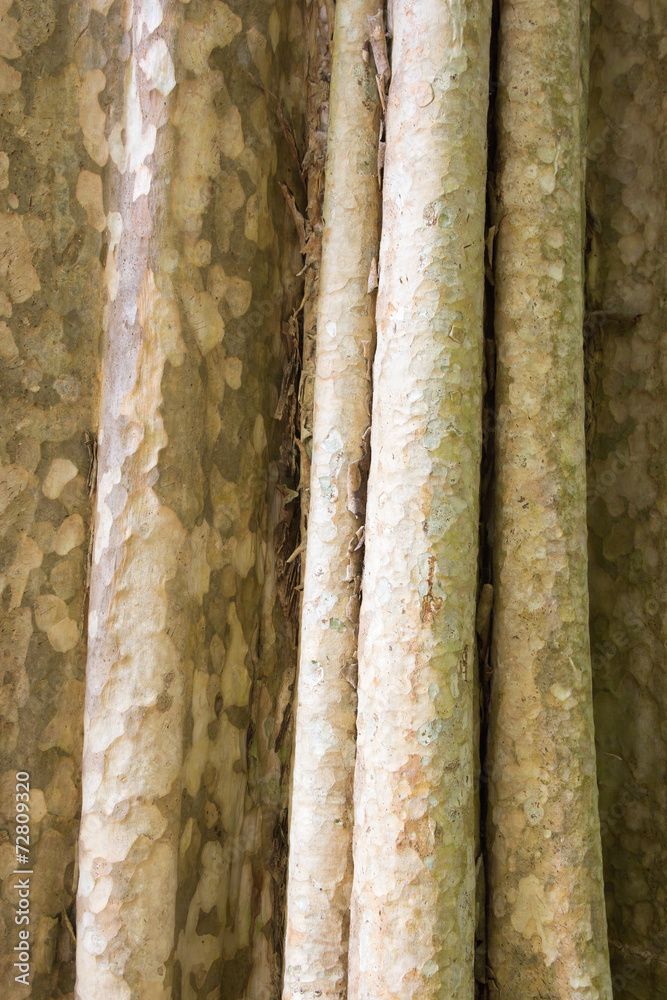 Tree bark texture Tree bark texture