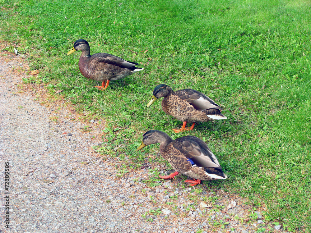 Fototapeta premium Ducks