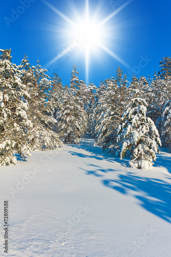 Cold Sunshine Snow Field
