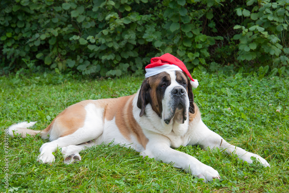 . St. Bernard in a red cap . St. Bernard in a red cap