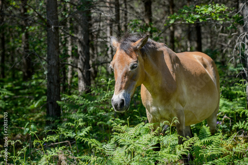 Almost wild - Gotland pony, the only semi-feral breed in Sweden © rolf_52