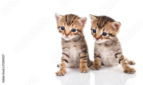 Valokuva Tabby kittens