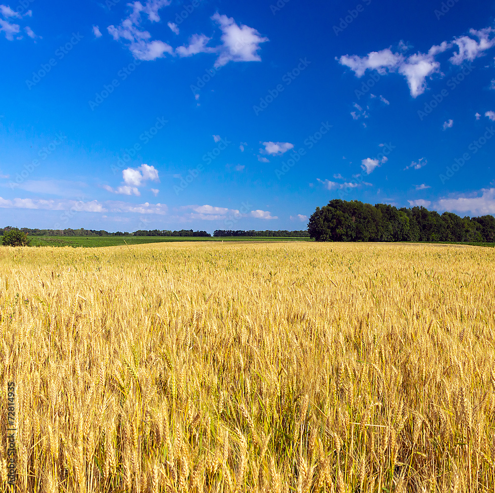 Wheat field