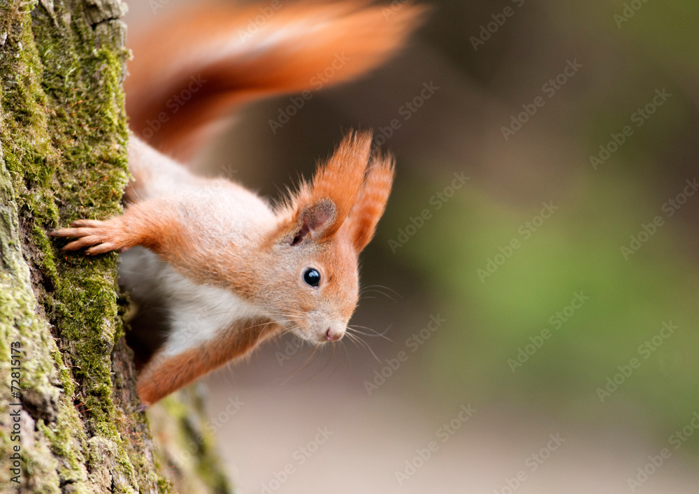 Squirrel on the tree Squirrel on the tree