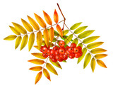 Isolated autumn rowan branch with leaves and berries