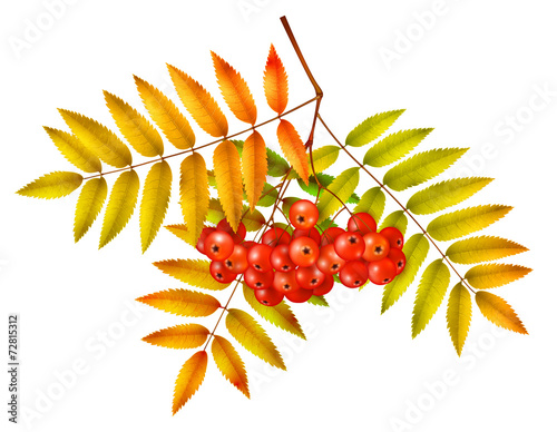 Isolated autumn rowan branch with leaves and berries