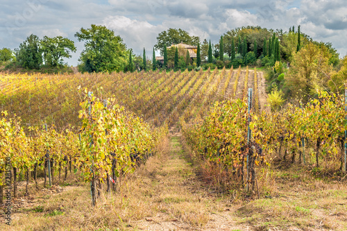 Fields of vineyards in the Italian landscape