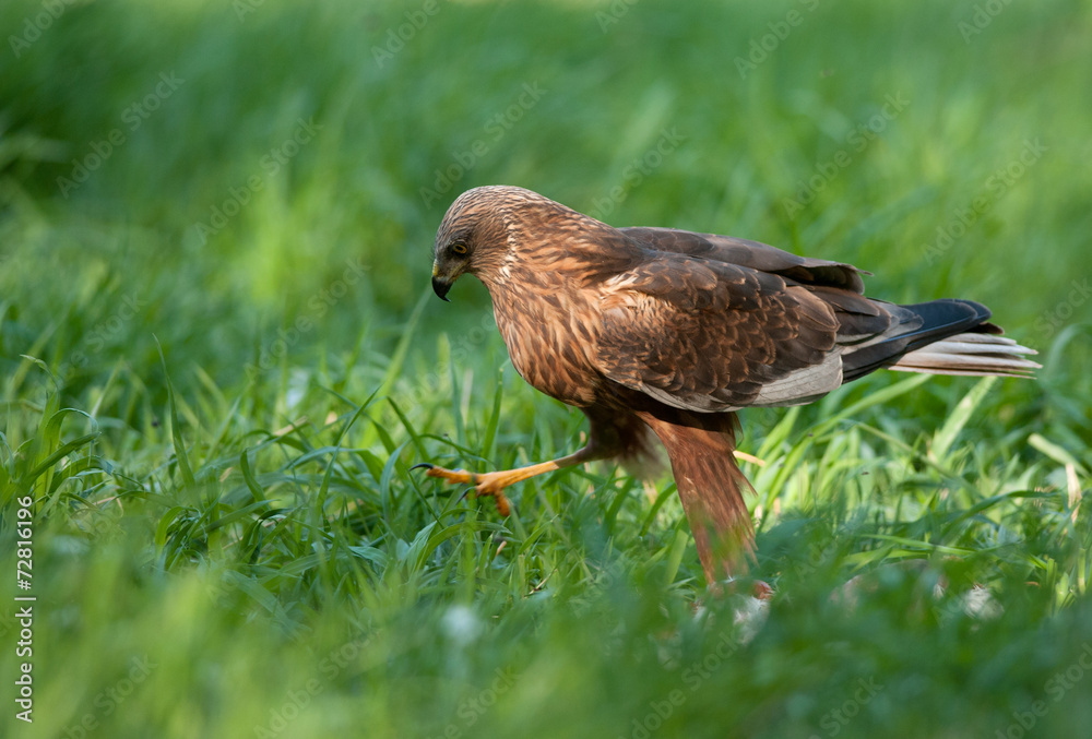 Fototapeta premium Marsh harrier (Circus aeruginosus)