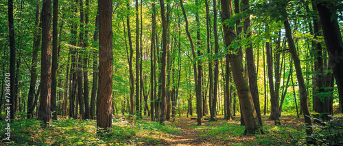Panorama of a green summer forest