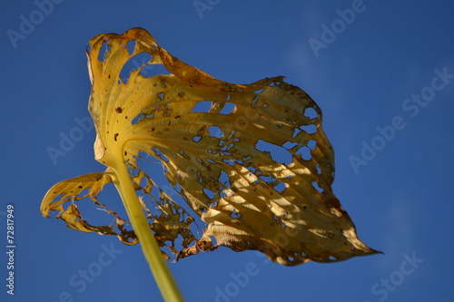 herfstblad hosta photo