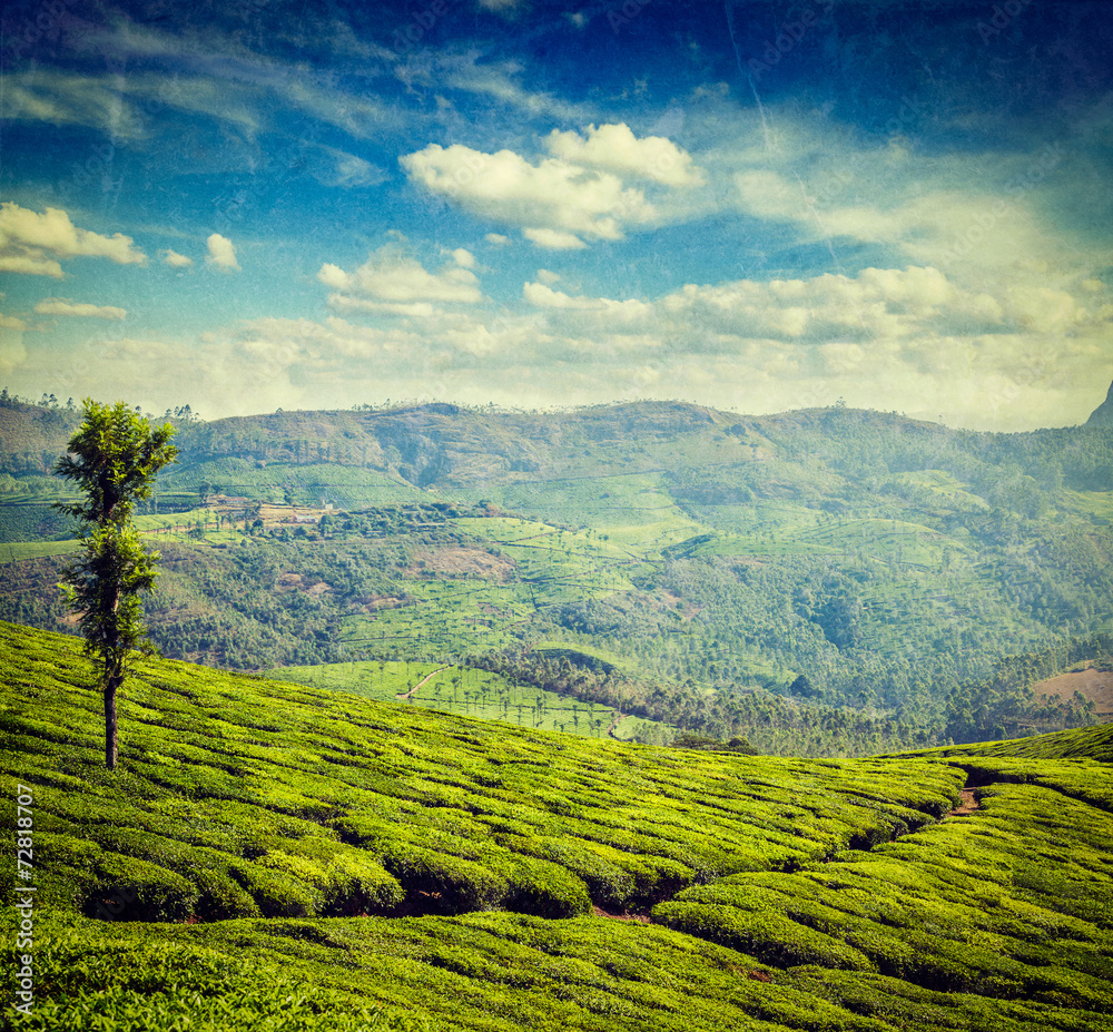 Obraz premium Green tea plantations in Munnar, Kerala, India