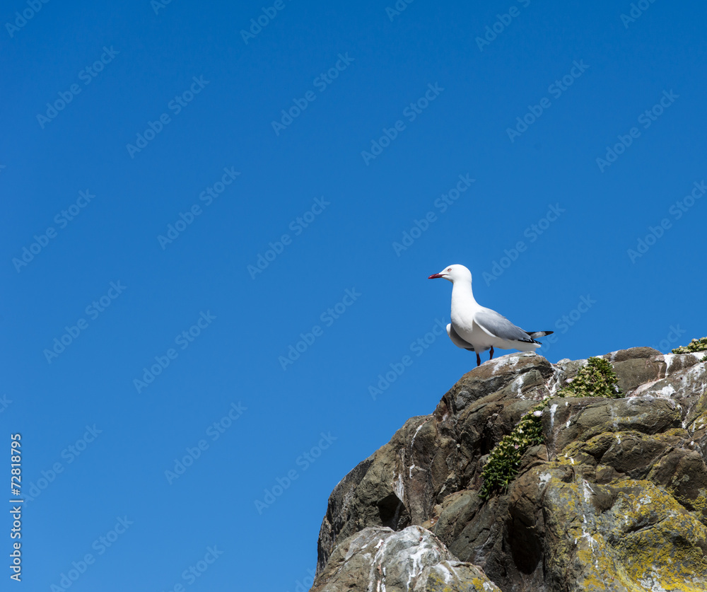 red beak seagull red beak seagull