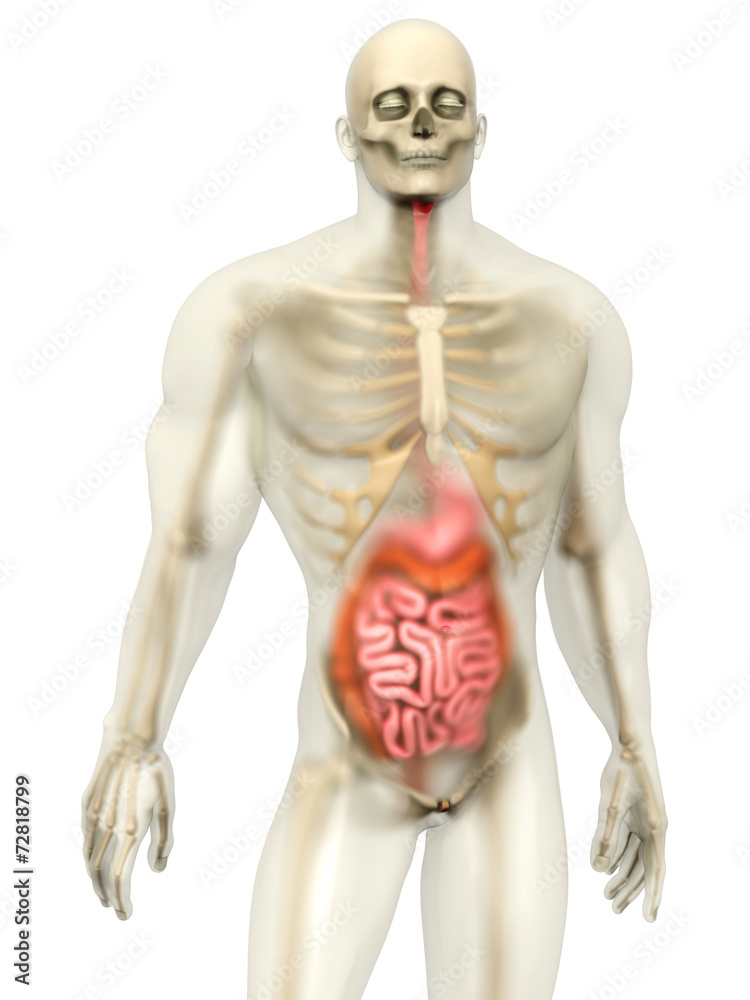 Menschliche Anatomie - Verdauungstrakt