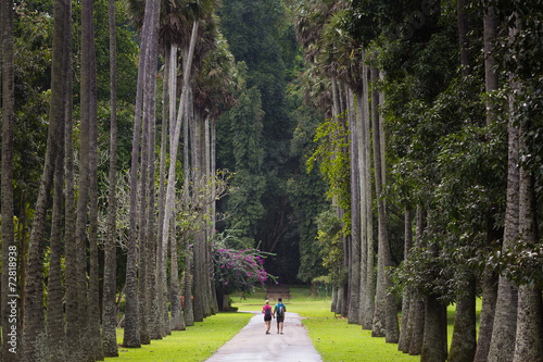 Peradeniya garden. Kandy, Sri Lanka. photo
