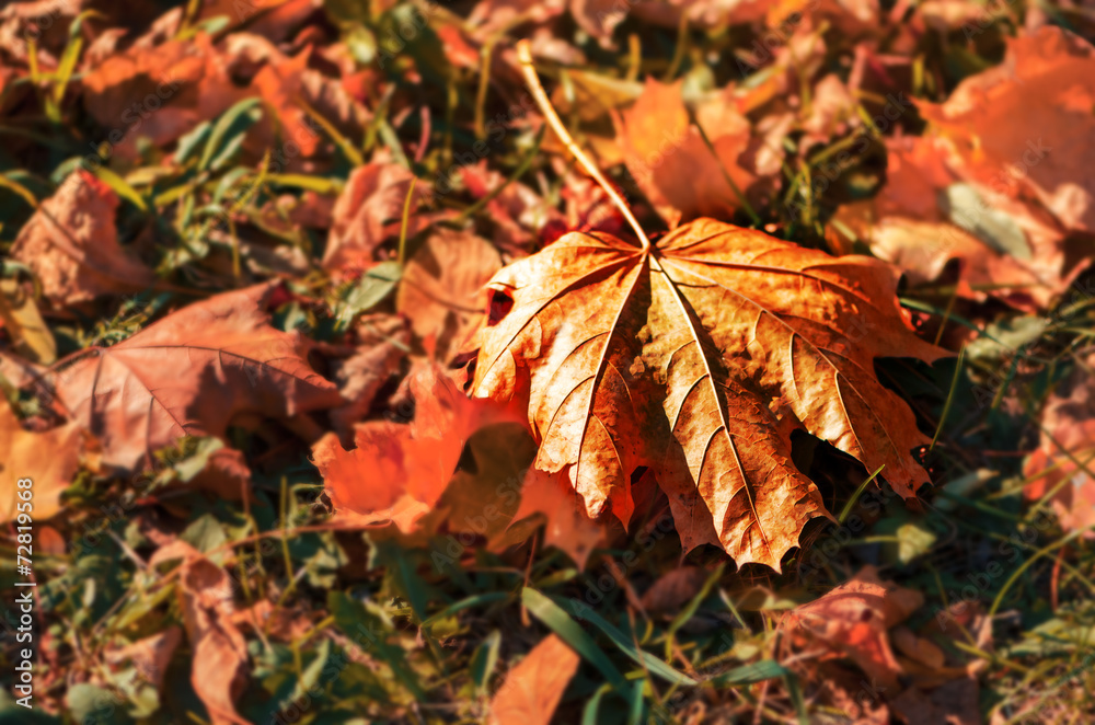 Autumn leaf