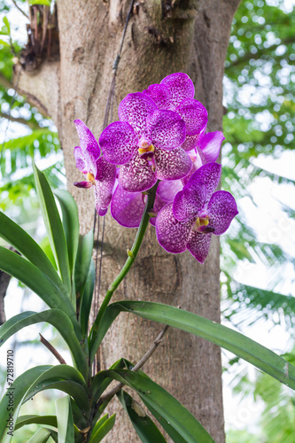 Fototapeta Naklejka Na Ścianę i Meble -  Purple vanda orchid flower