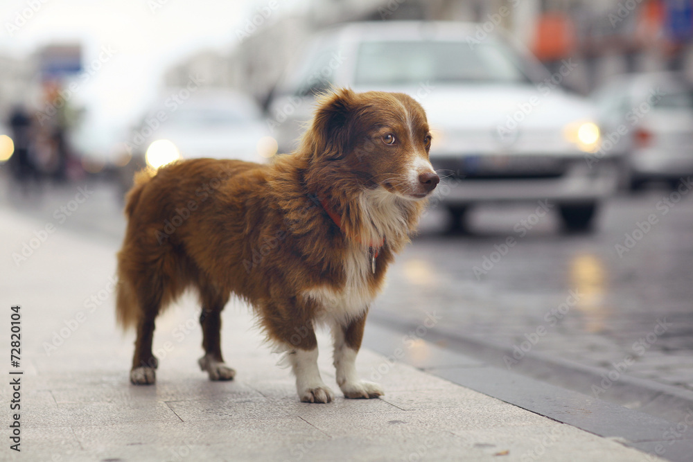 little redhead cute dog on the street