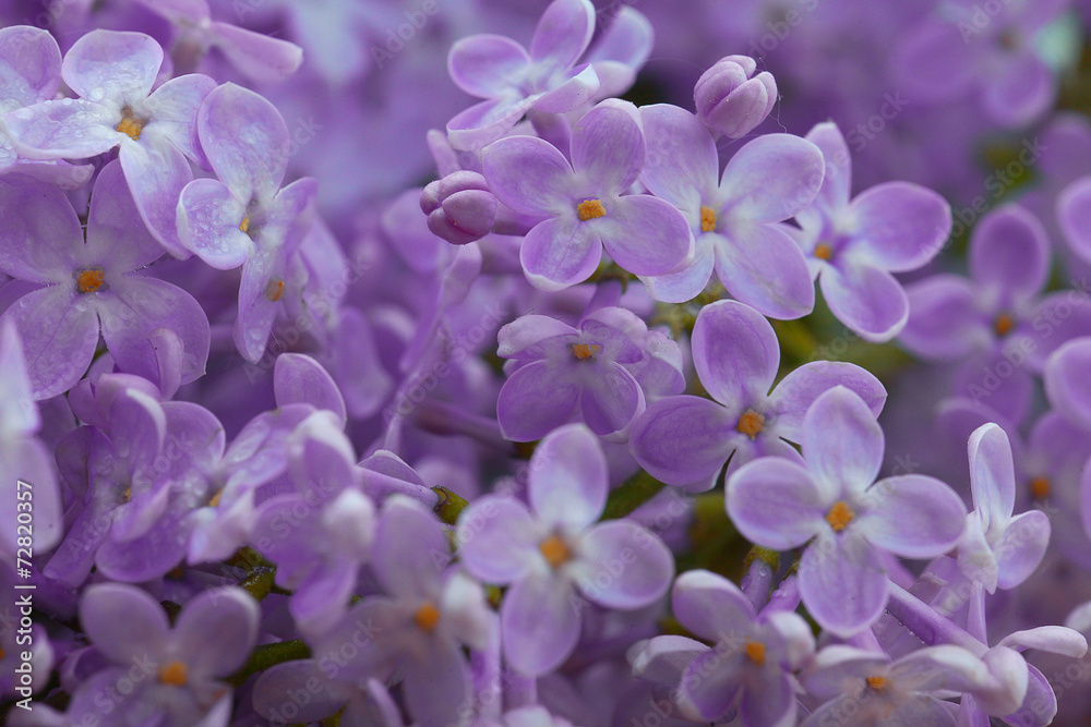 lilac flowers macro background lilac flowers macro background