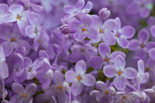 lilac flowers macro background