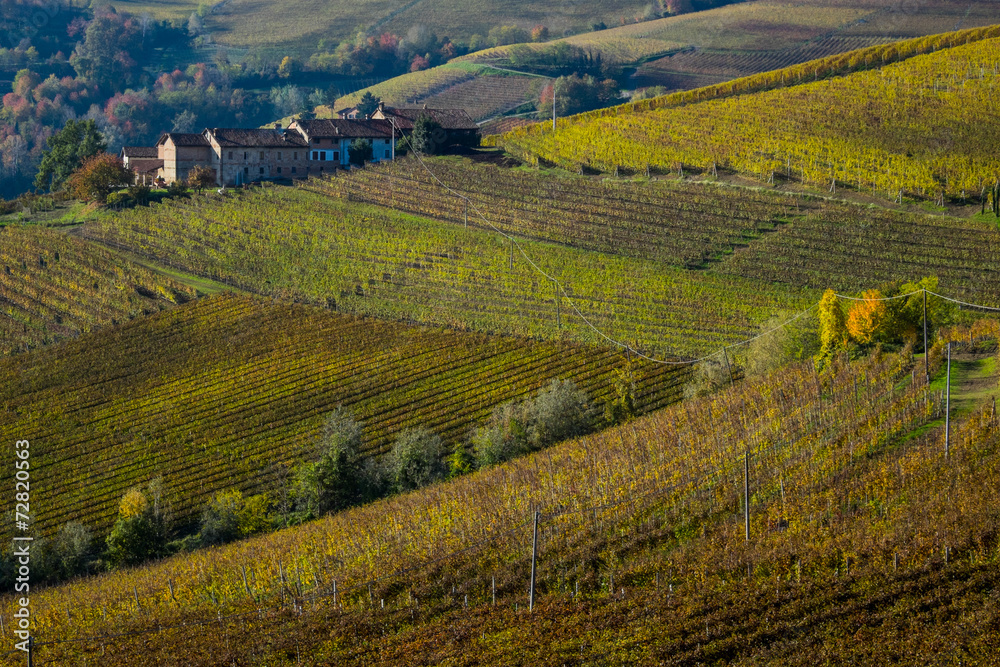 Fototapeta premium Colori autunnali nei vigneti delle Langhe