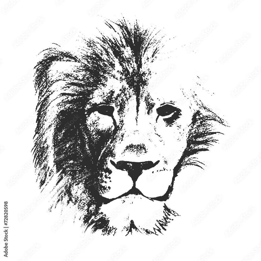 Fototapeta premium lion head. hand drawn. vector illustration