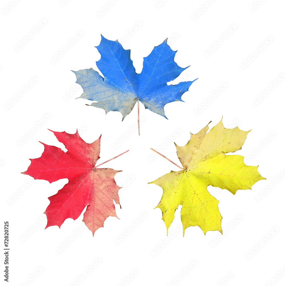 Ahornblätter in den Grundfarben Ahornblätter in den Grundfarben
