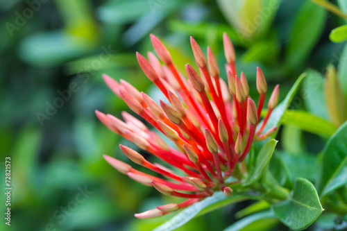 Jungle geranium or Ixora coccinea flower