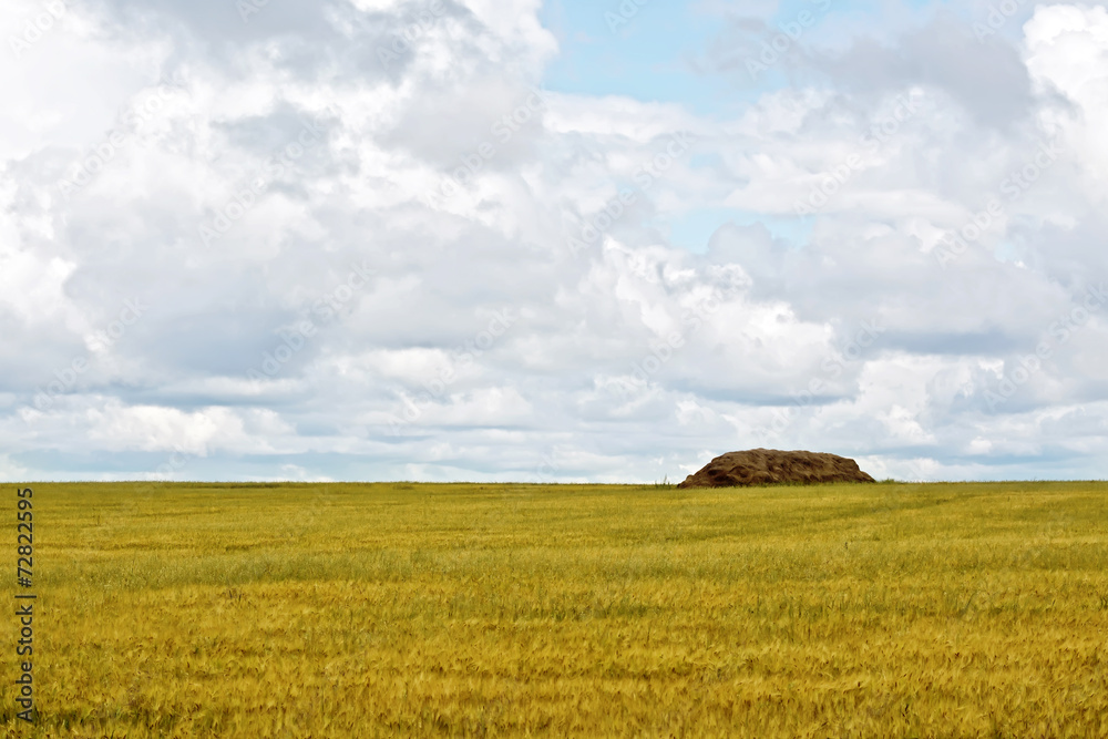 Grain field with haystacks